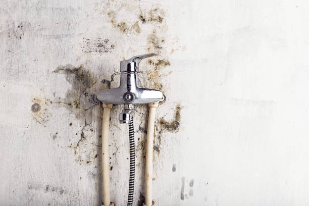 Best Mold Removal Company Near Me  in Mansfield, TX