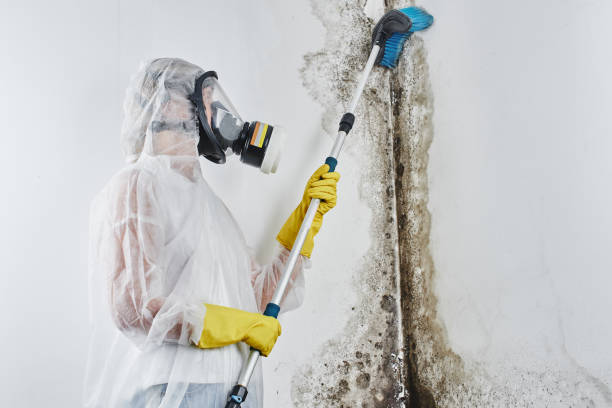 Best Commercial Mold Removal  in Mansfield, TX