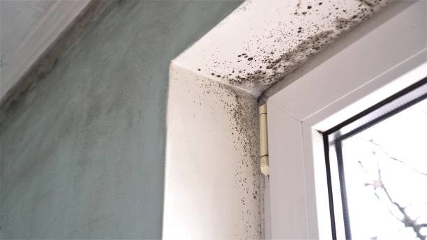 Best Mold Removal Near Me  in Mansfield, TX