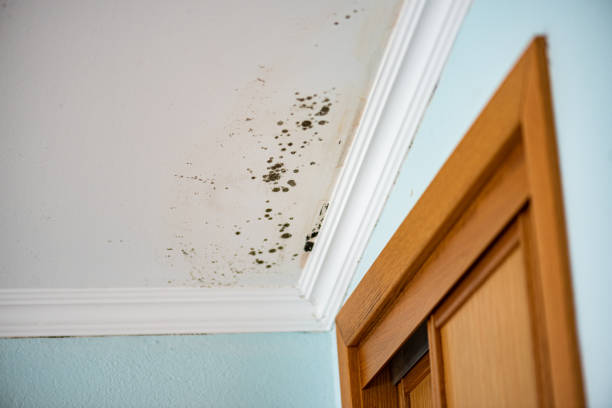 Home Mold Removal in Mansfield, TX