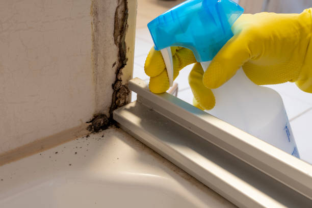 Best Home Mold Removal  in Mansfield, TX