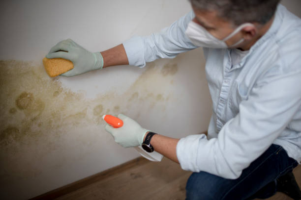 Best Black Mold Removal  in Mansfield, TX