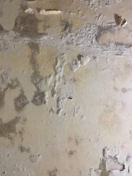 Mold Testing and Removal in Mansfield, TX