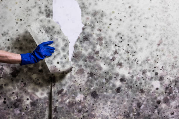 Best Certified Mold Removal  in Mansfield, TX