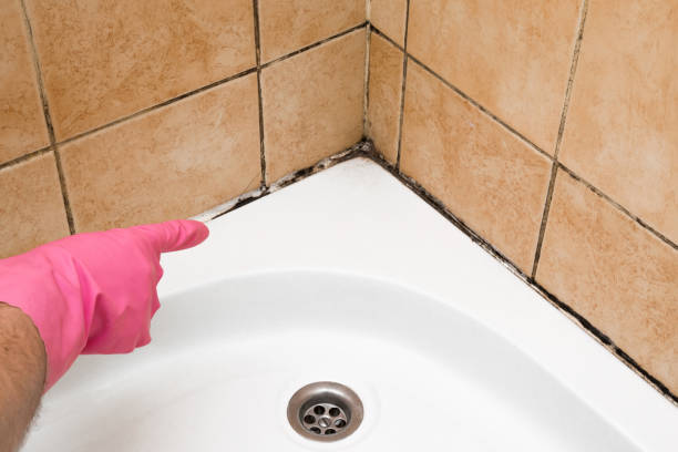 Best Local Mold Removal Service  in Mansfield, TX