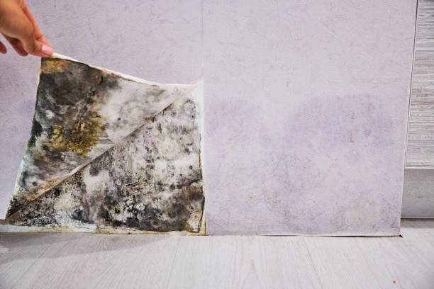 Professional Mold Removal in Mansfield, TX